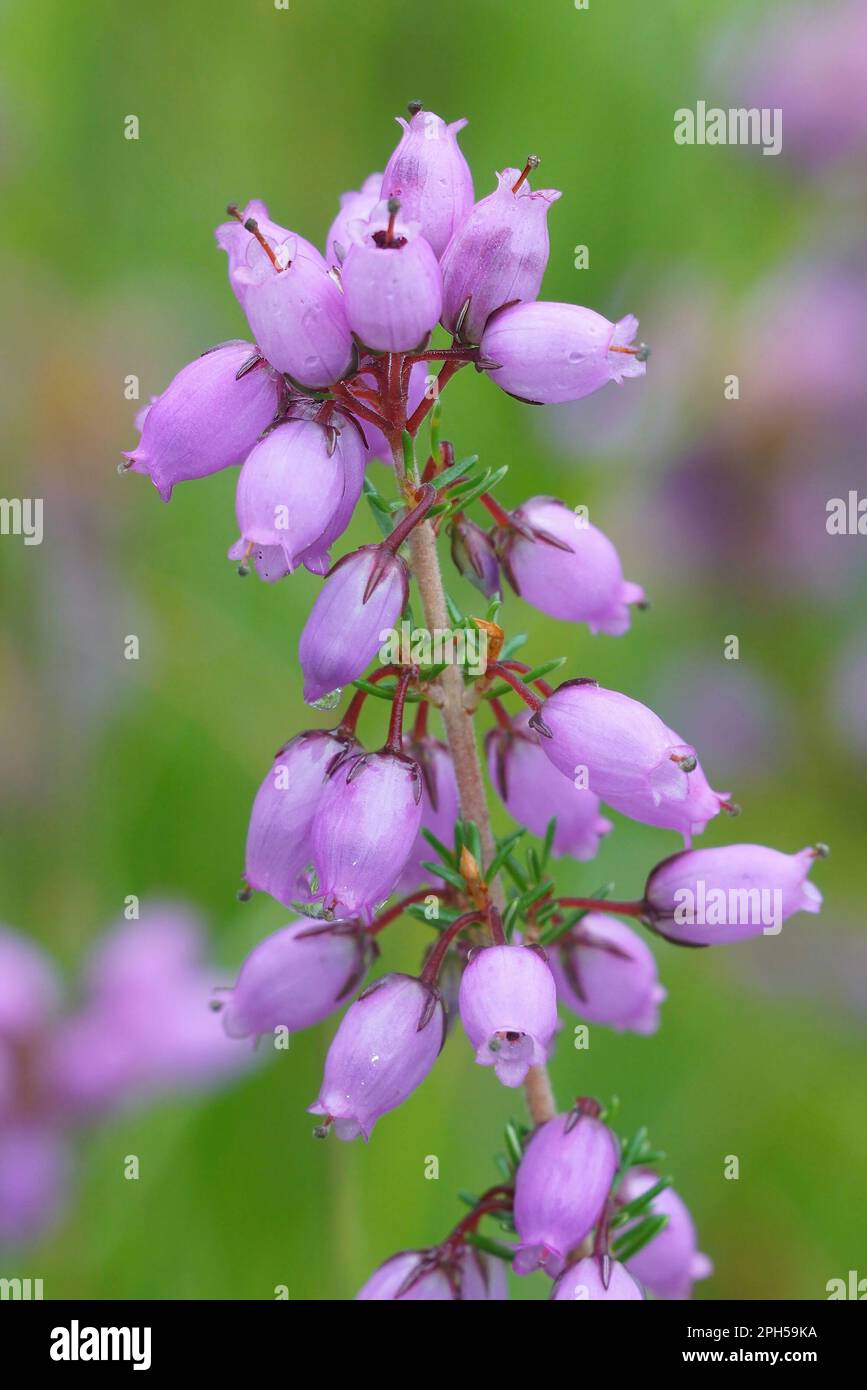 Natural vertical closeup on the purple flowers of the Bell Heather,Erica cinerea Stock Photo