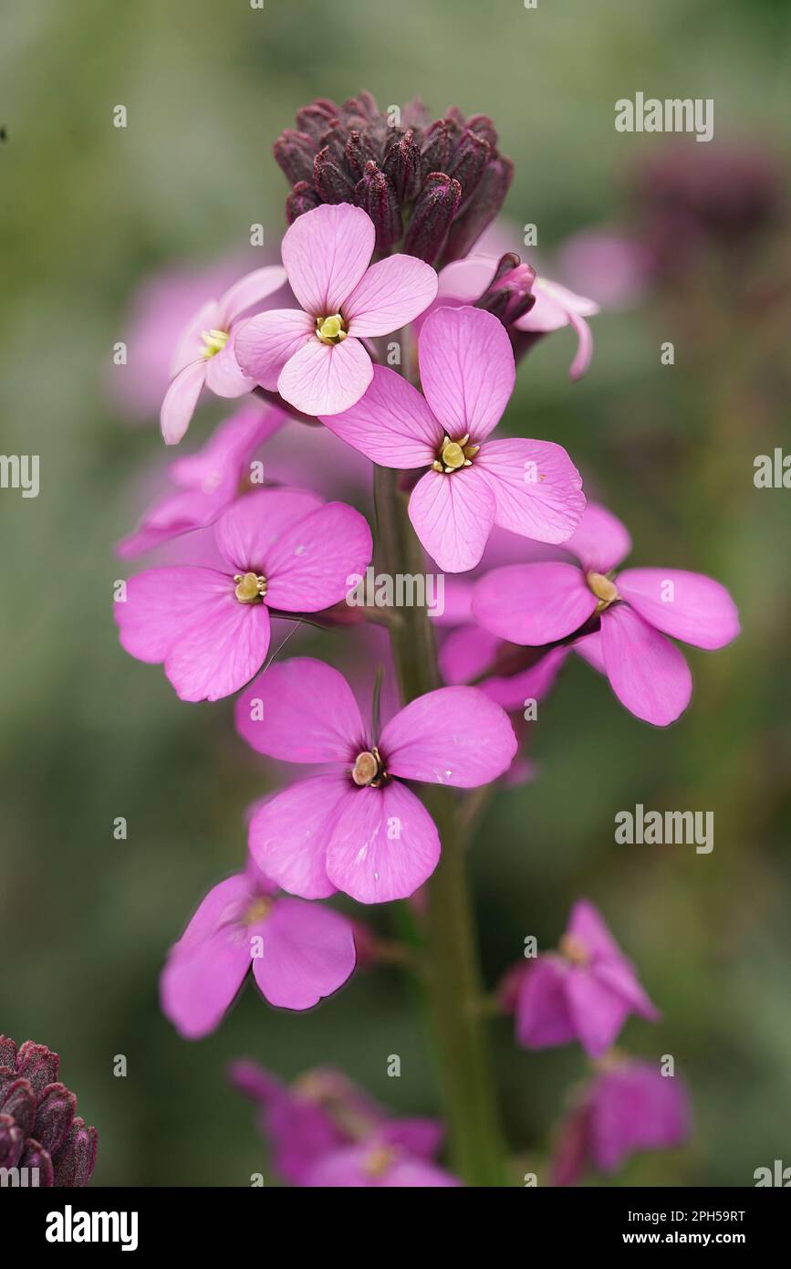 Colorful vertical closeup on a purple flower of the common wallflower, erysimum cheiri Stock Photo