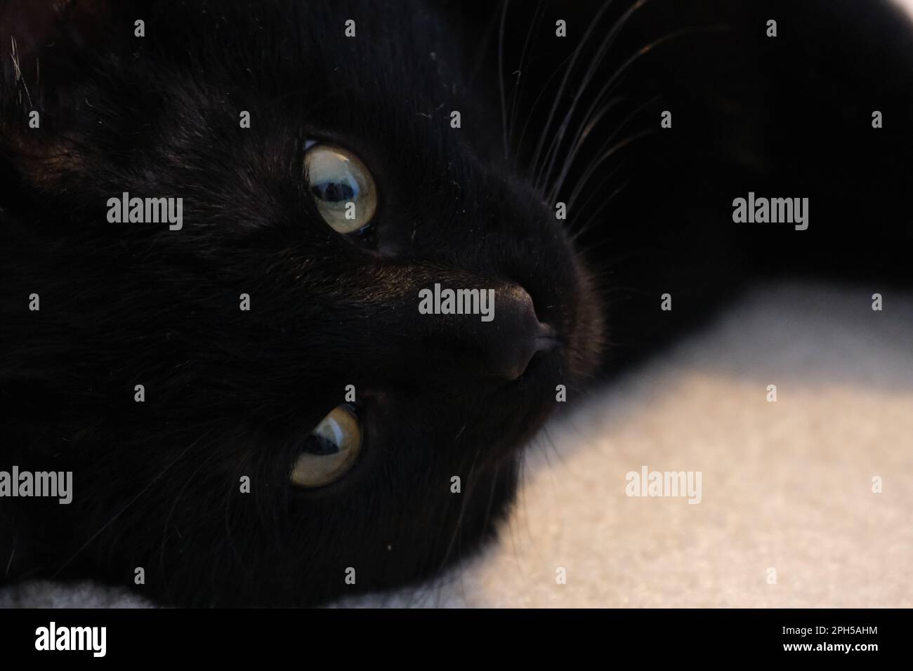 A beautiful black cat looking at the camera Stock Photo - Alamy