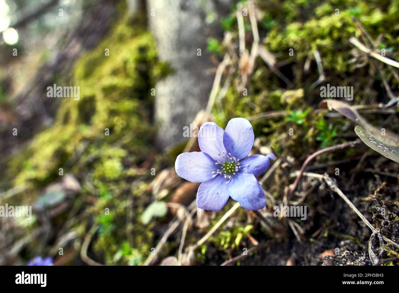 hepatica - purple flowers in early spring in the forest in Poland Stock Photo