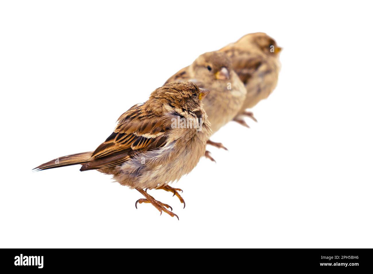 Sparrows sitting on furniture in an outdoor cafe, close-up, isolated on a white background Stock Photo