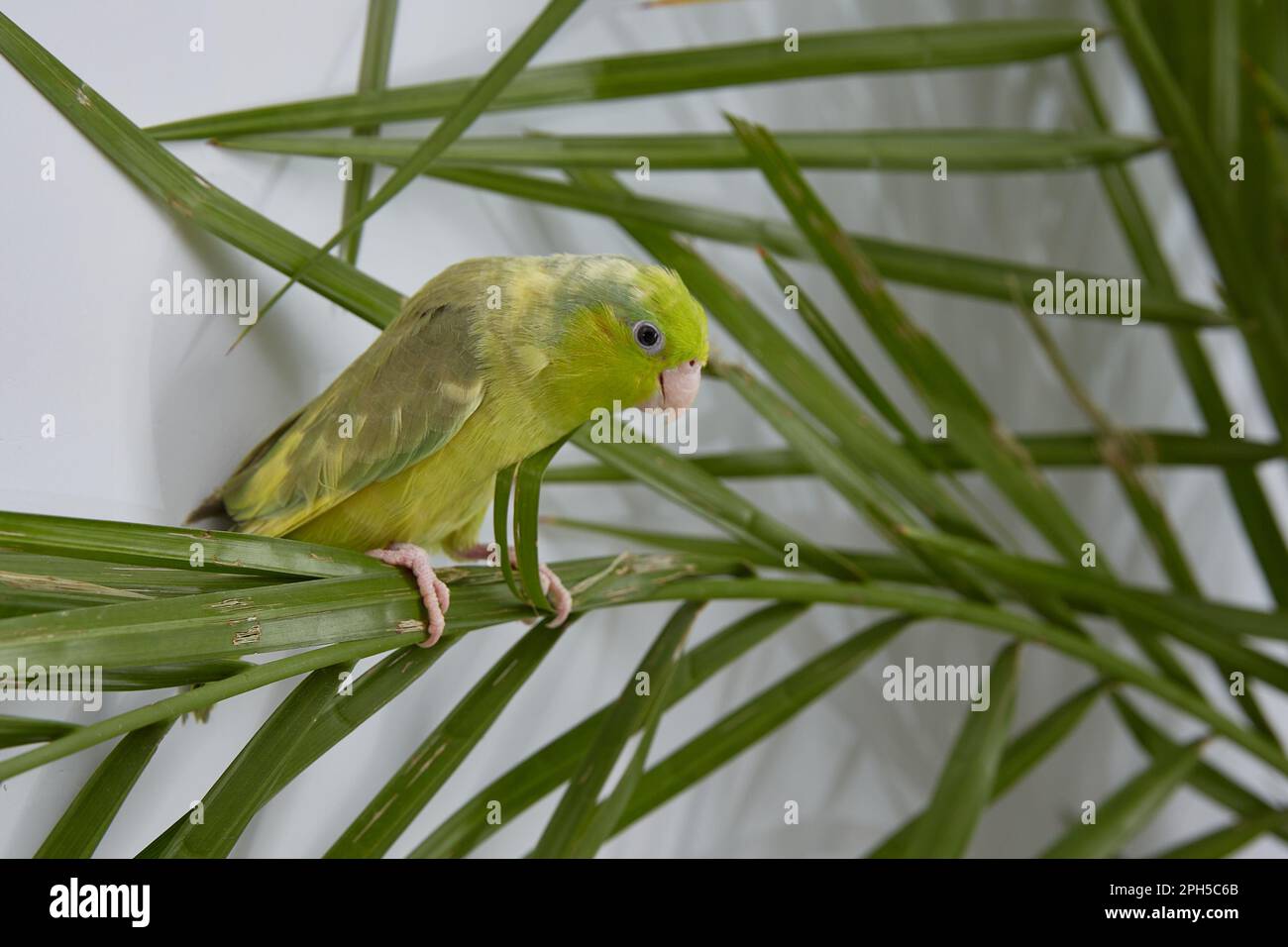 Green parrot forpus on the leaves of a date palm. Stock Photo