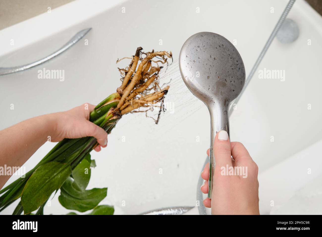 A woman gardener washes the soil from the roots of a houseplant in a