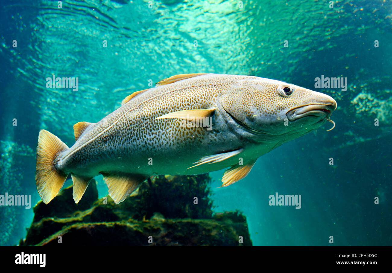 Atlantic cod Gadus morhua swimming in salt water Stock Photo
