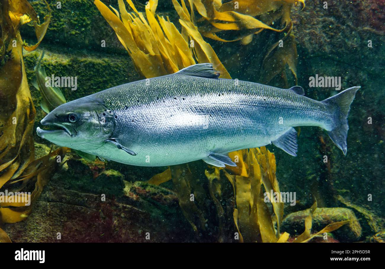Atlantic salmon Salmo salar swimming in sea water Stock Photo