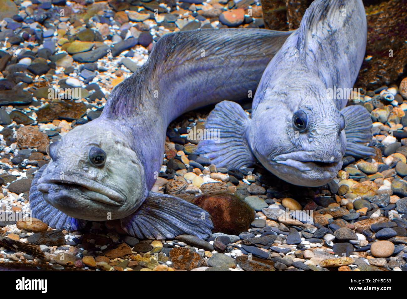 Atlantic wolffish (Anarhichas lupus) resting on coloured pebbles Stock ...