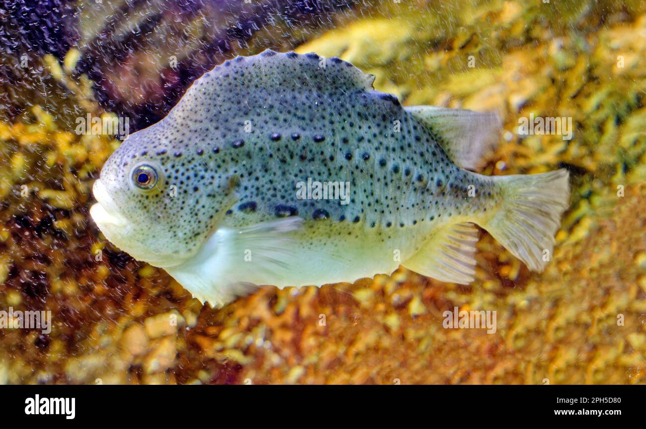 Lumpsucker or lumpfish Cyclopterus lumpus Stock Photo Alamy