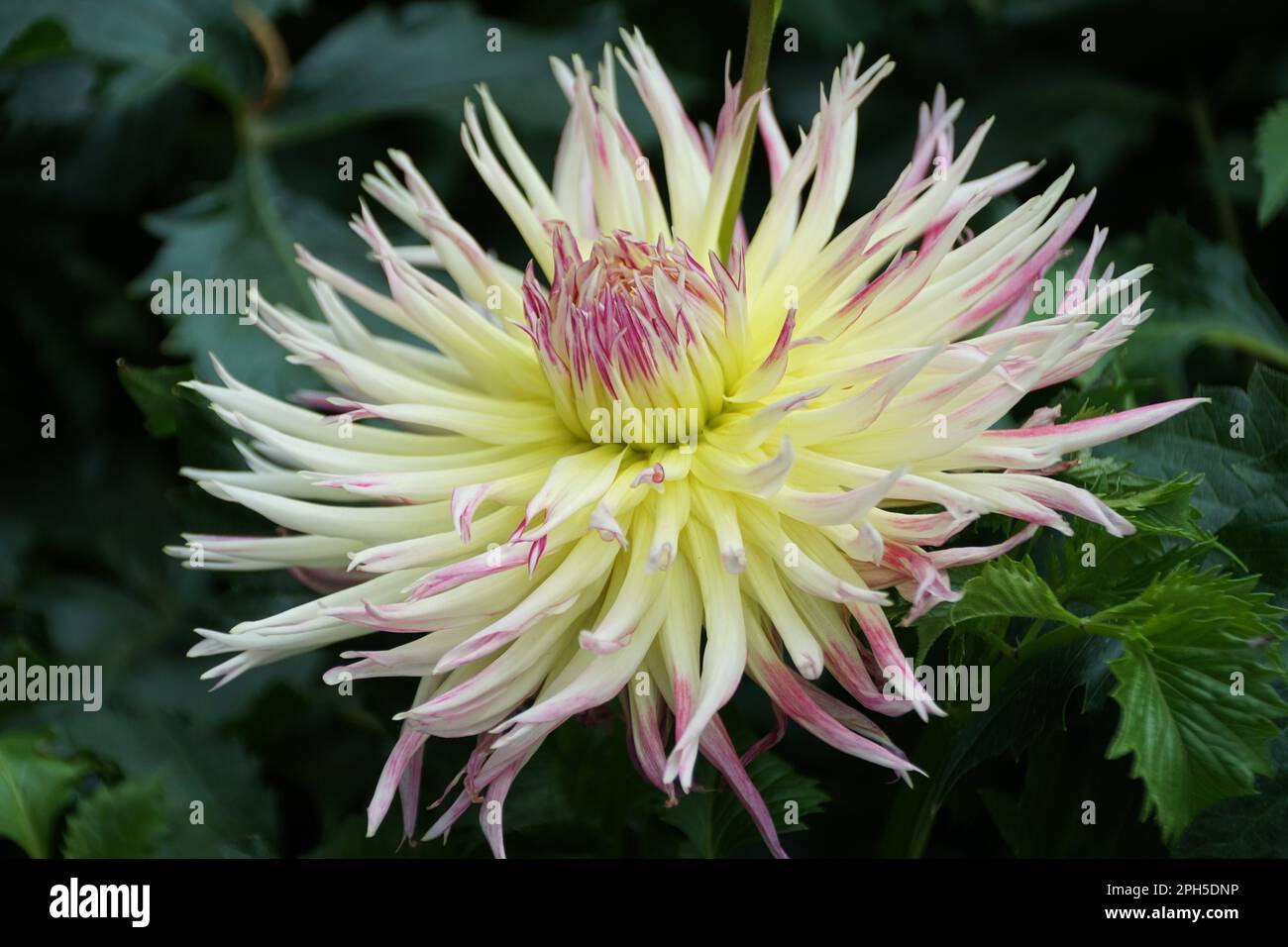 Beautiful white and pink color of Cactus Dahlia flower in full bloom ...