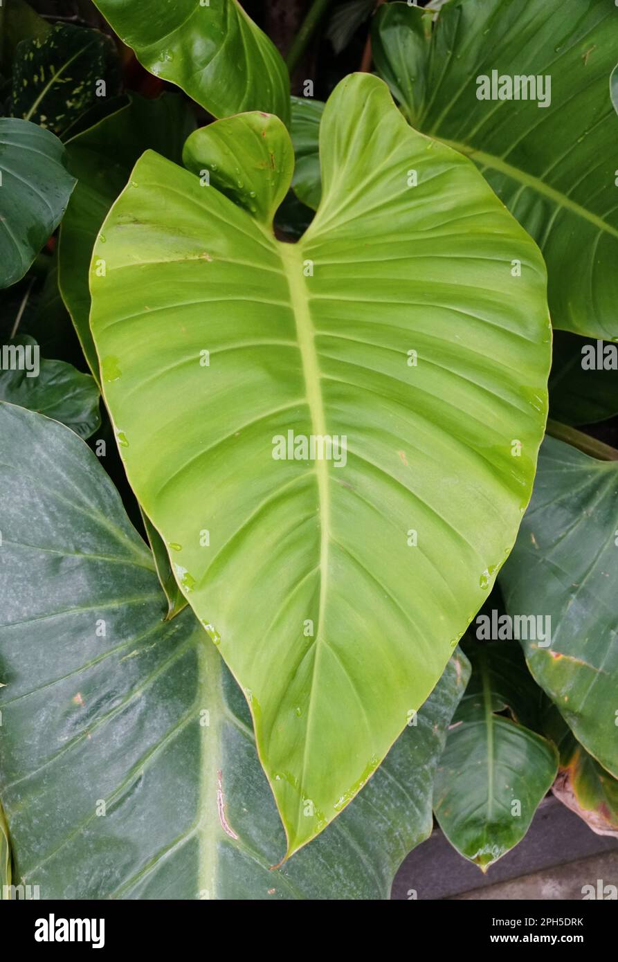 A large and mature leaf of Philodendron Golden Melinonii, a rare tropical plant Stock Photo