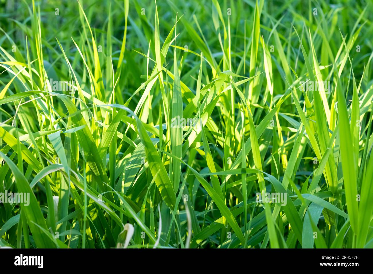 Green high grass background, texture. Spring time, summer season
