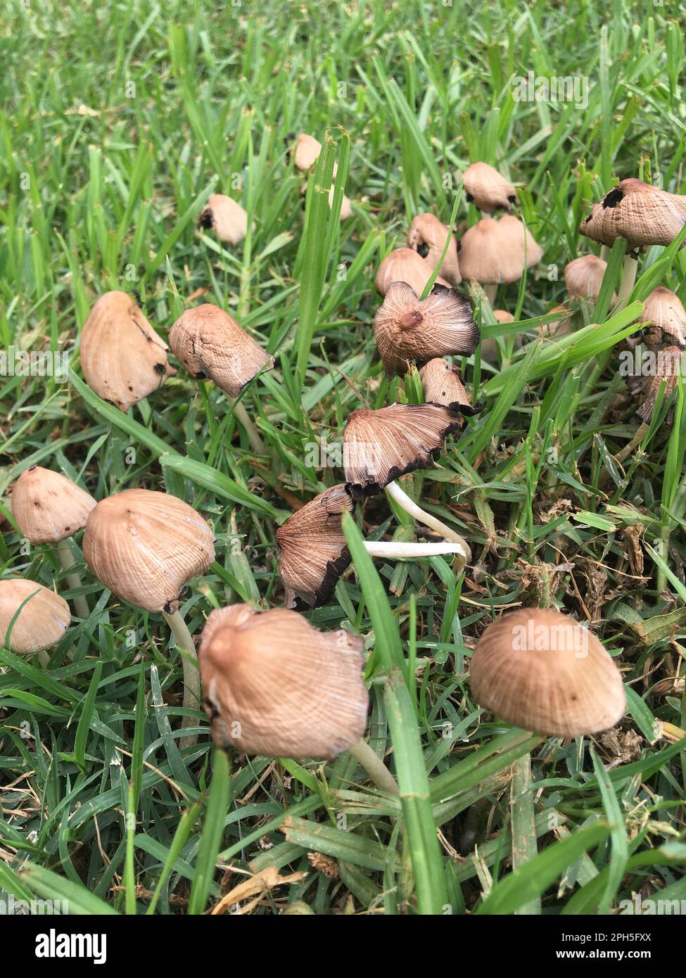 mushrooms in the grass after the rain Stock Photo Alamy