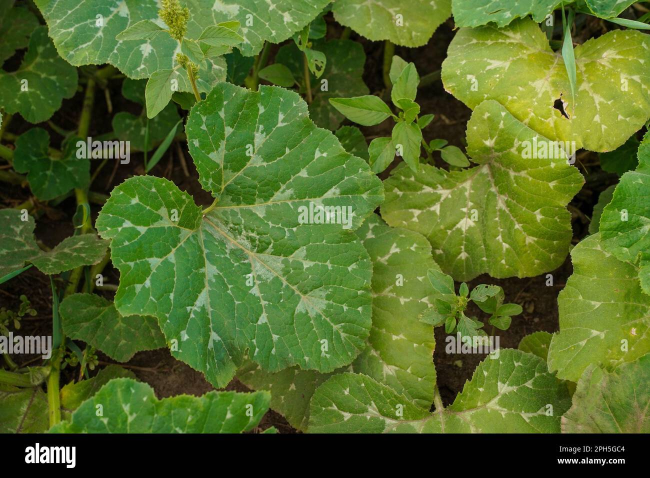 Large zucchini leaves infected with mildew. Close-up, top view. Diseases of zucchini. Fungal disease contaminating vegetables, cucurbits Stock Photo