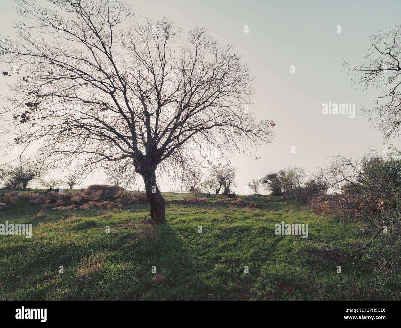 green grass cover with oak tree and foggy times with sun rays