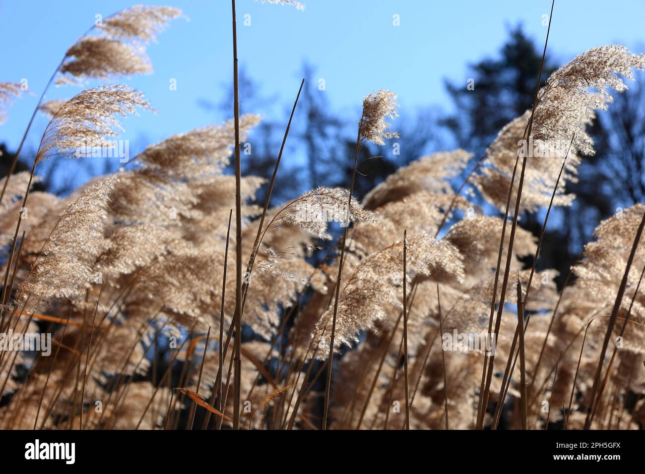 Reed plants at the Hamberger See in the Stromberg area near Vaihingen Stock Photo