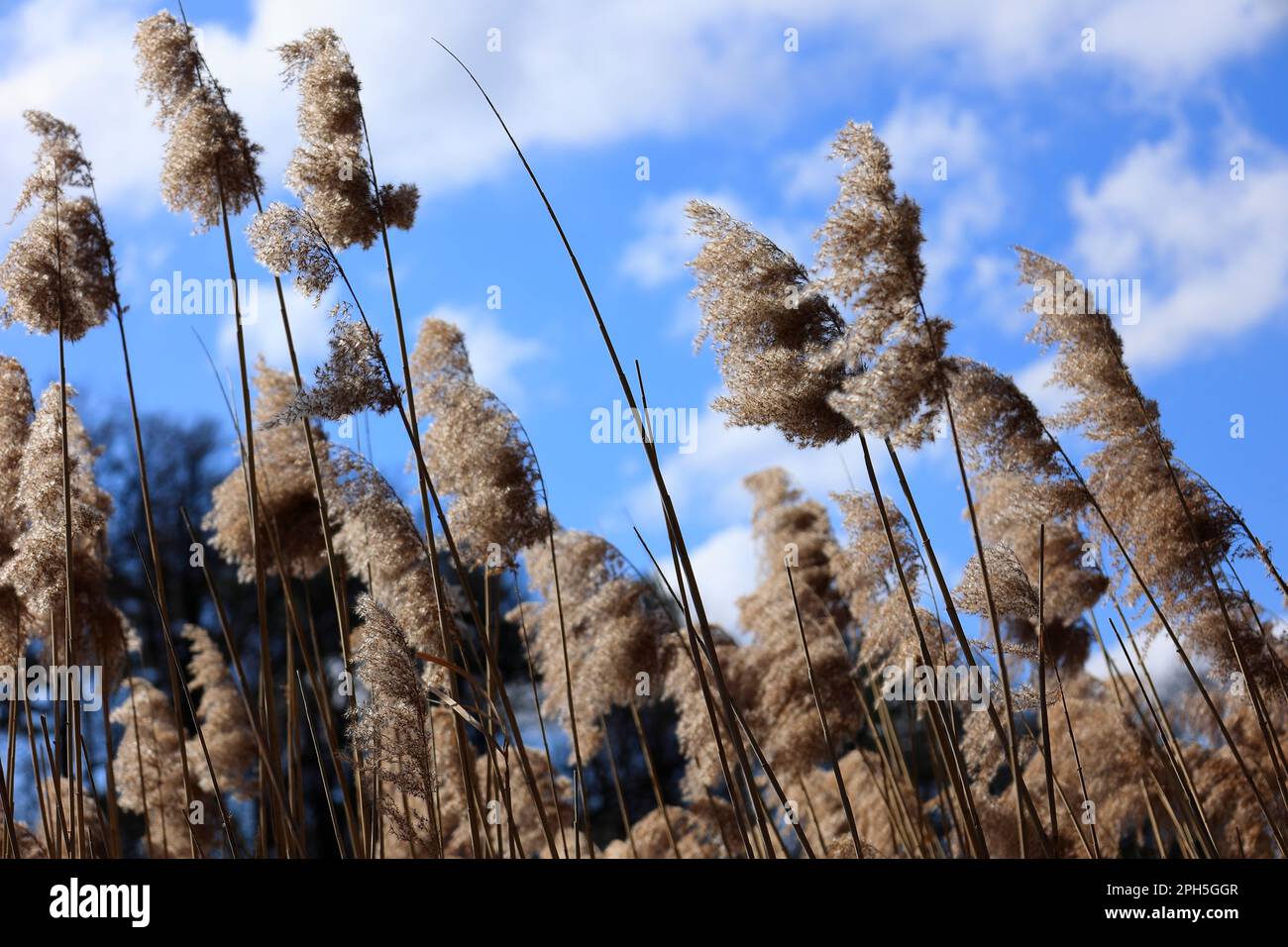 Reed plants at the Hamberger See in the Stromberg area near Vaihingen Stock Photo