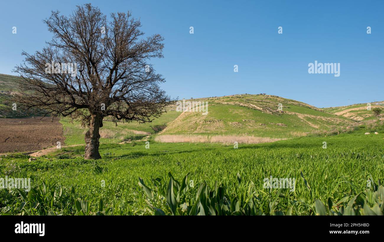 oak tree standing in the middle of wheat field Stock Photo - Alamy