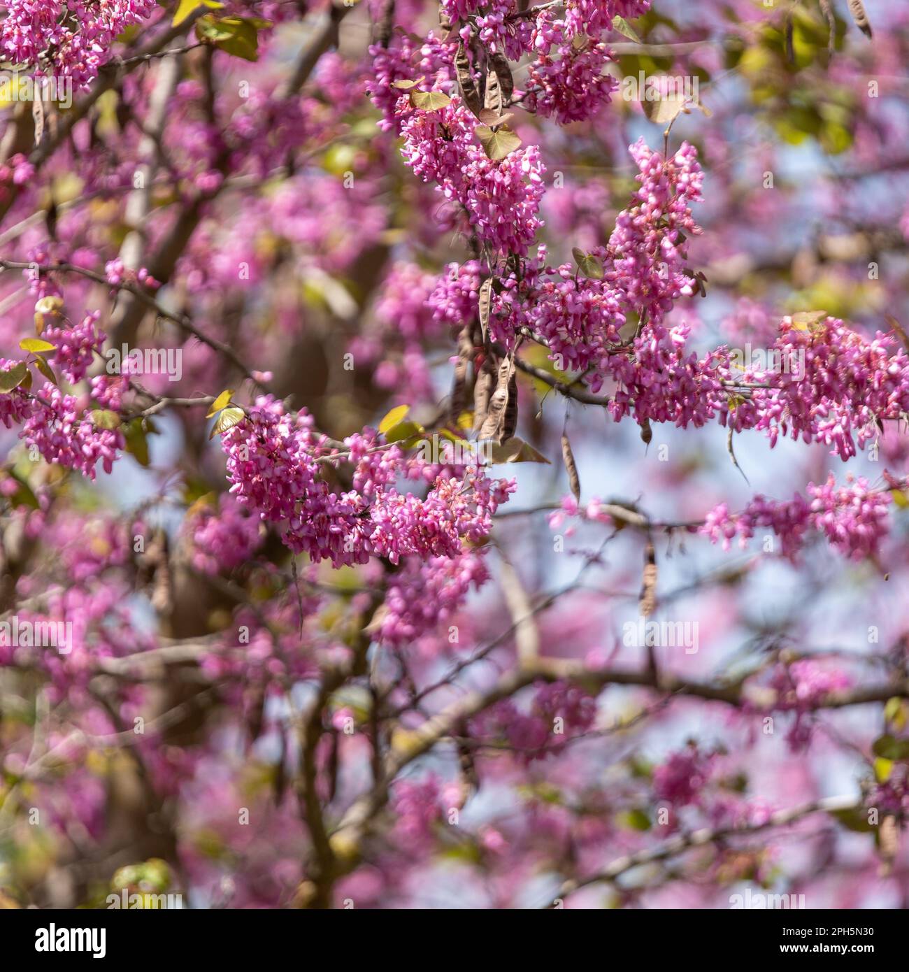 pink flowers clustered on tree Stock Photo Alamy