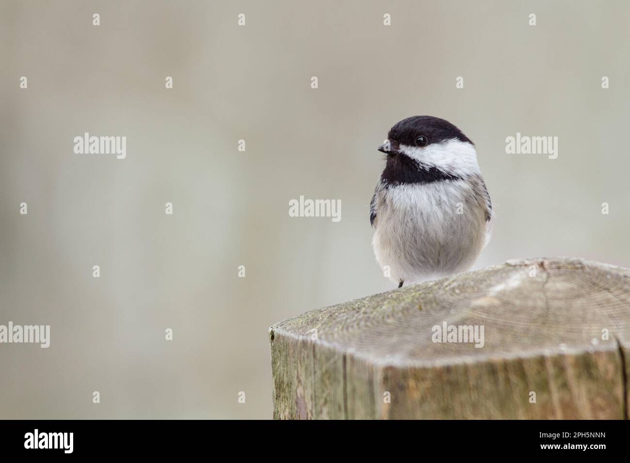 Black capped chickadee perched on a wooden deck post against a pale, blurred background. Stock Photo