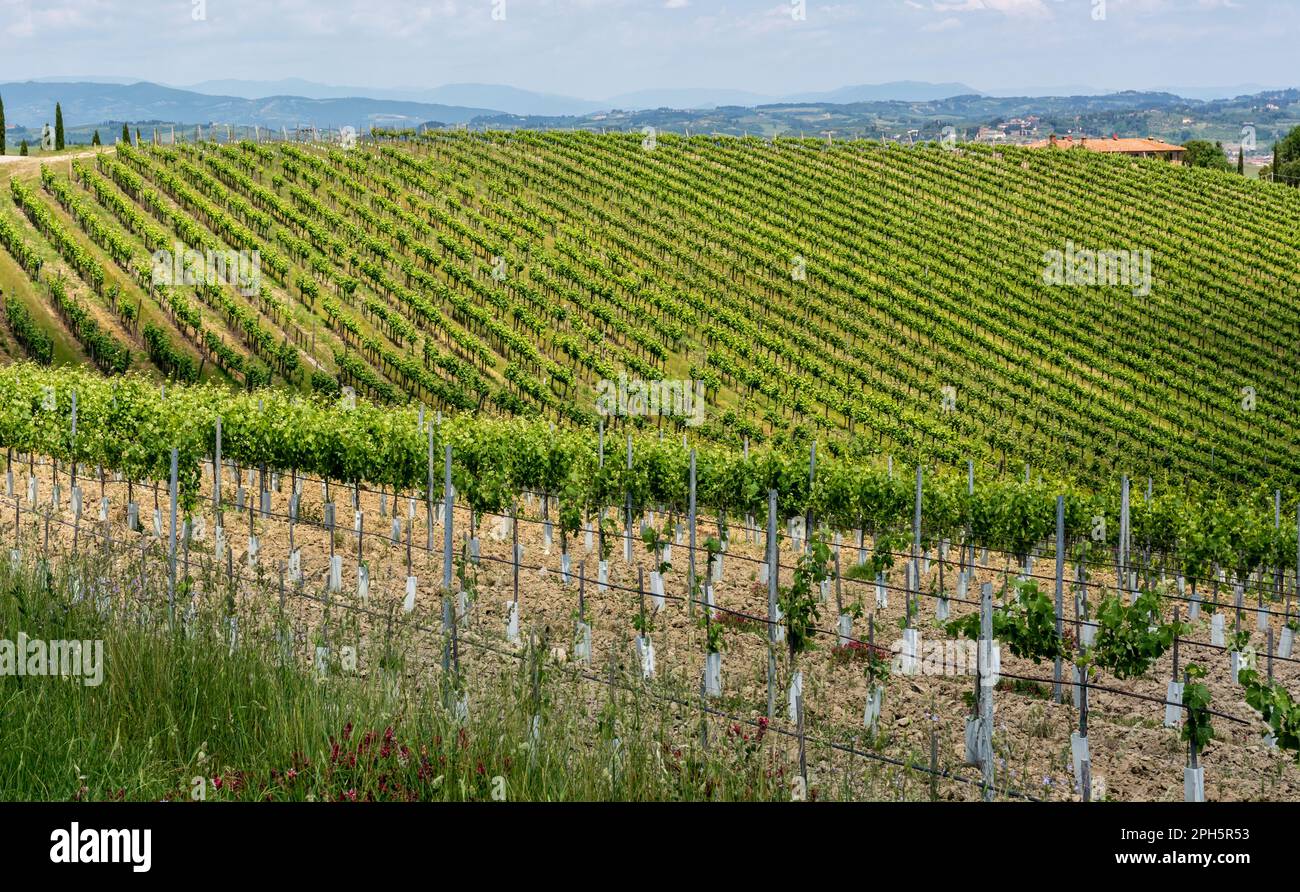 Vineyards in sprintime, Tuscany region, Firenze province Stock Photo