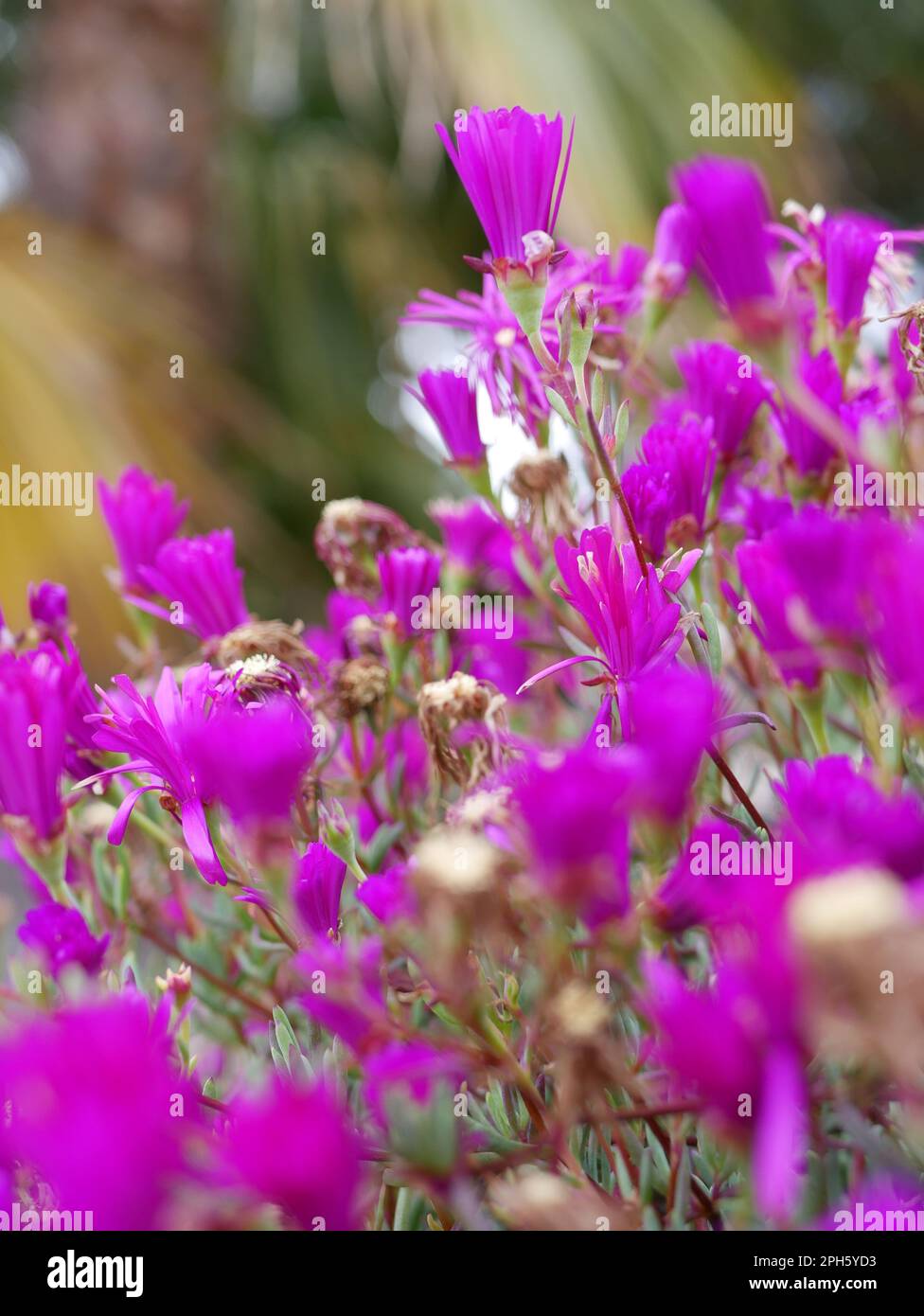 Bouquet de fleurs rose Stock Photo