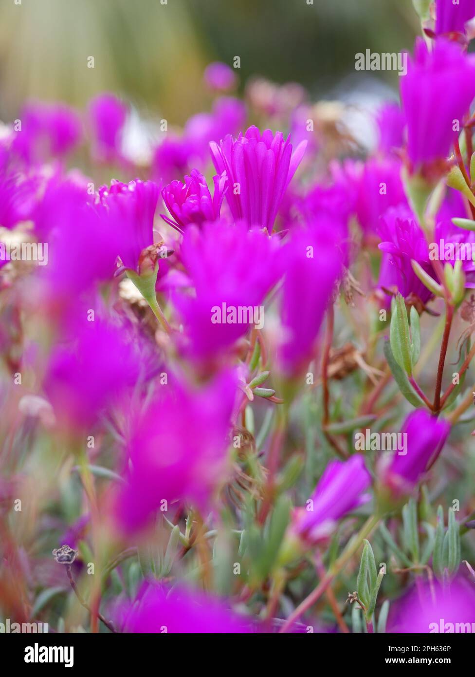 Fleurs roses dans le jardin Stock Photo