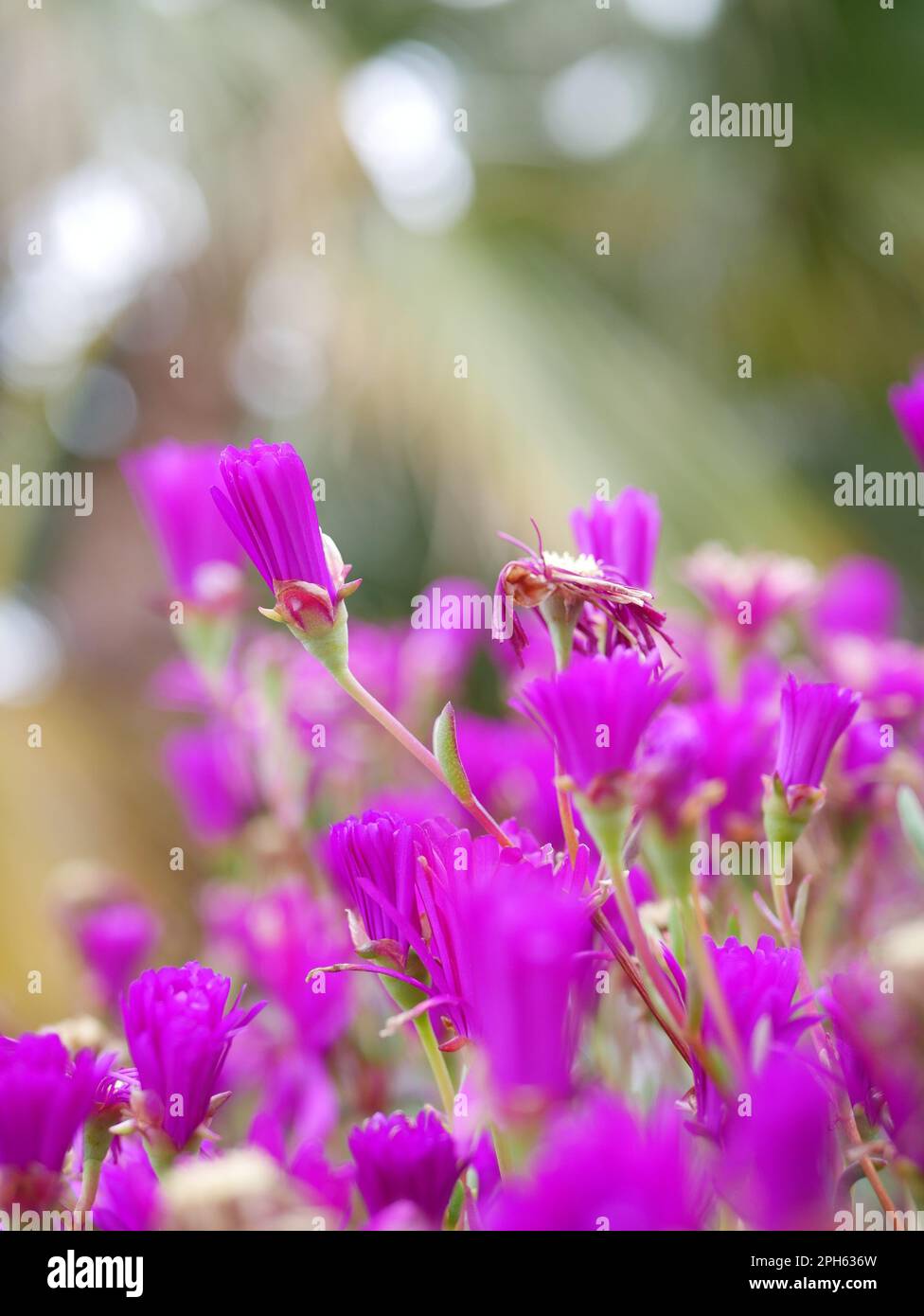 Fleurs roses 3 série de fleurs Stock Photo