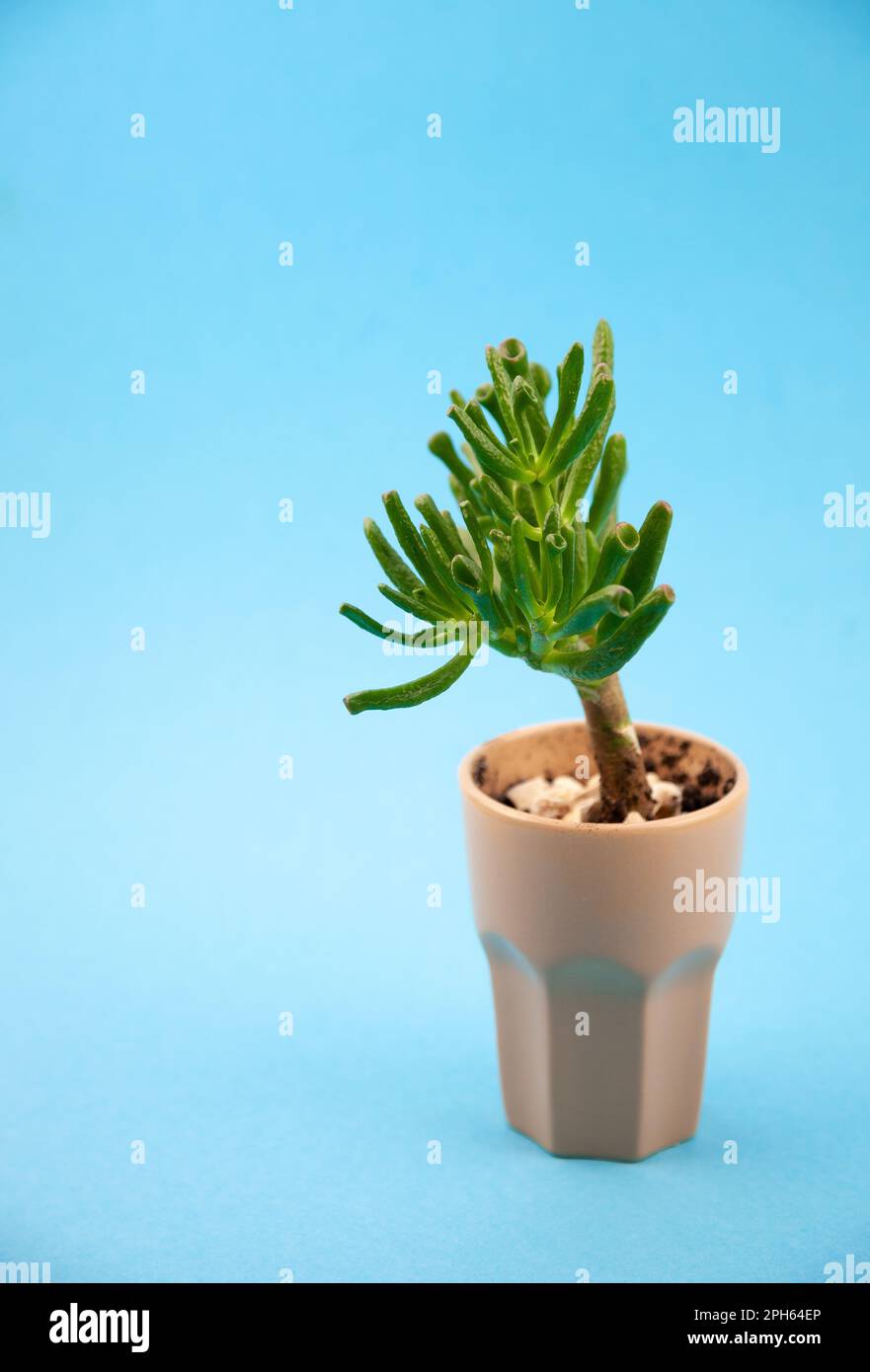 Succulent plant Sedum family Crassulaceae. A flower in a glass. Unpretentious home living plant. Mini garden. Blue background with place for text copy space. Stock Photo