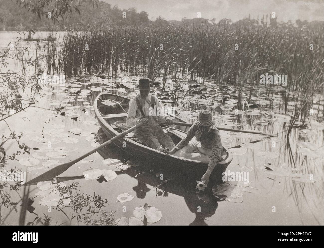 Gathering Waterlilies 1886 by Peter Henry Emerson Stock Photo