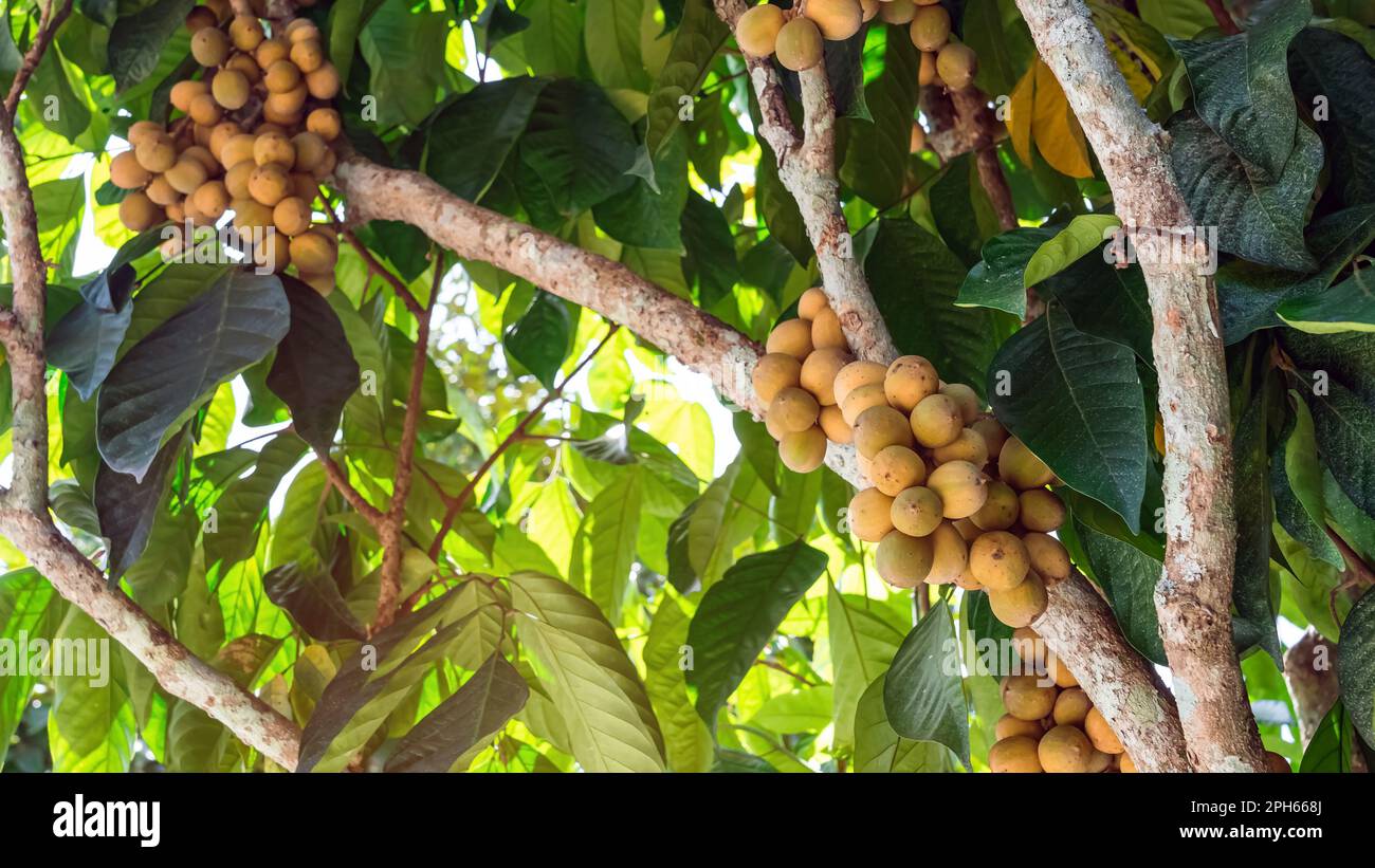 Duku tree hi-res stock photography and images - Alamy