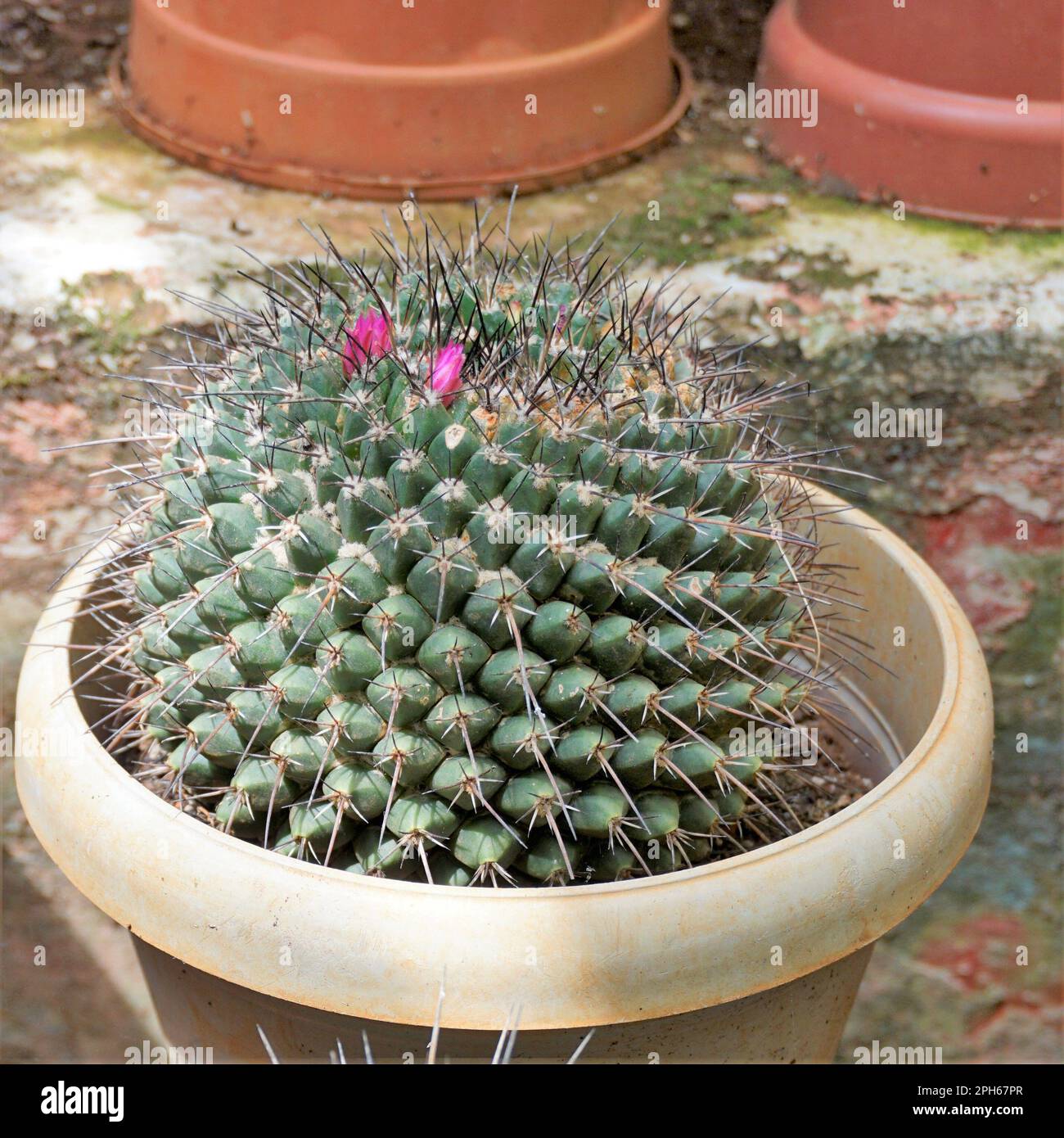 Mammillaria spinosissima known as the spiny pincushion cactus, Beehive cactus, Spinystar is a flowering cacti. Used for an ornamental purpose. Stock Photo