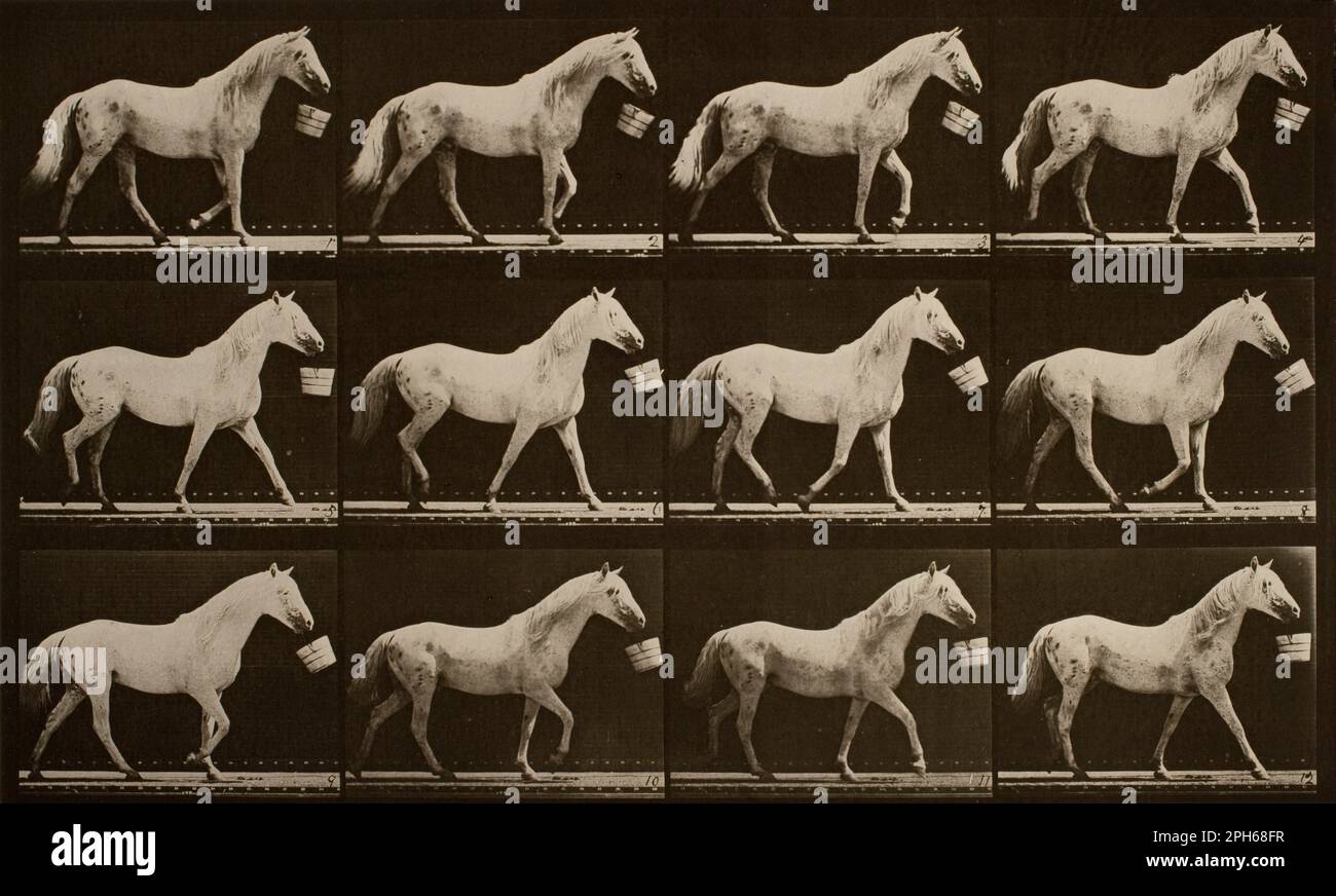 Muybridge horse hi-res stock photography and images - Alamy