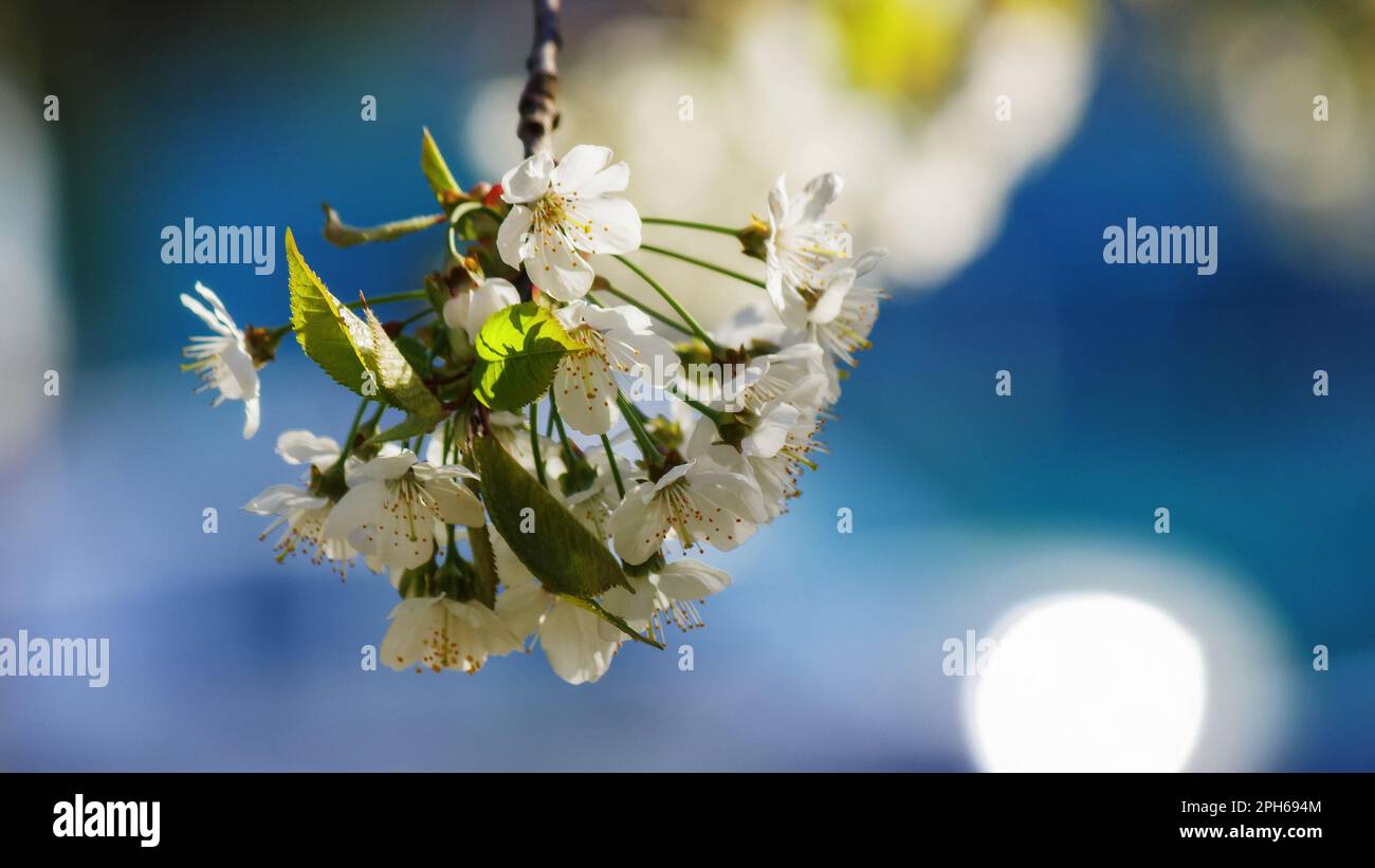 blossoming apple tree in the park. easter and springtime greeting card background concept Stock Photo