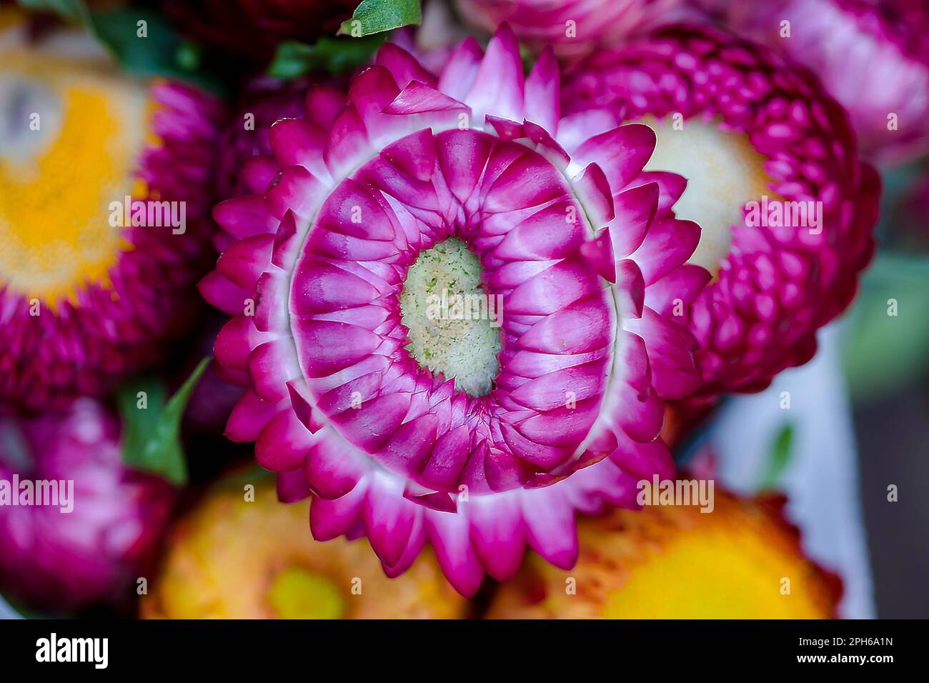 Purple Chrysanthemum There are many species And is popular in the