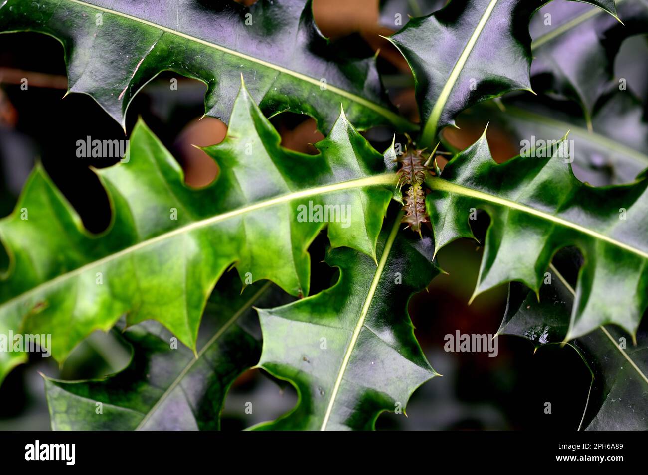 A closeup of Acanthus ilicifolius, commonly known as holly-leaved