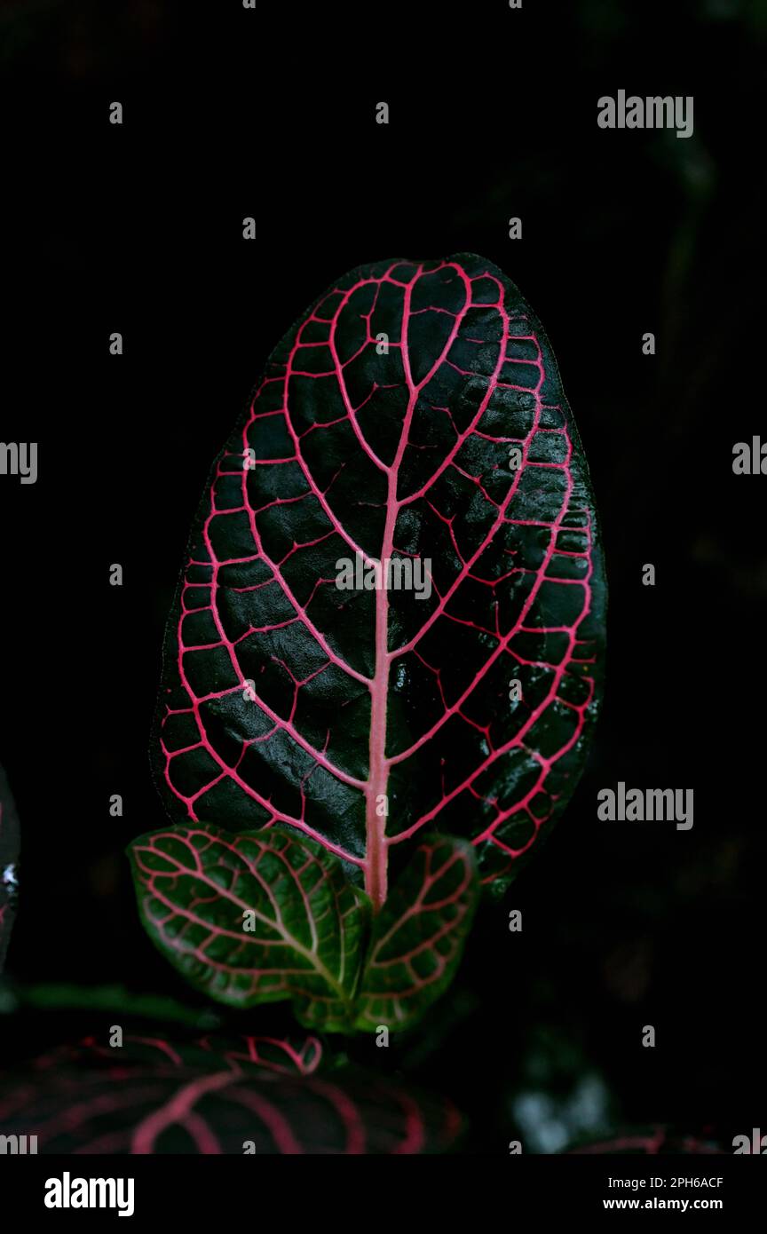 A vertical closeup of red-nerved fittonia leaf on a dark background. Stock Photo