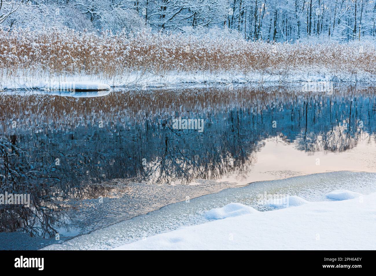 A serene winter scene of a snow-covered river reflecting the frosty reeds in tranquil stillness. Stock Photo