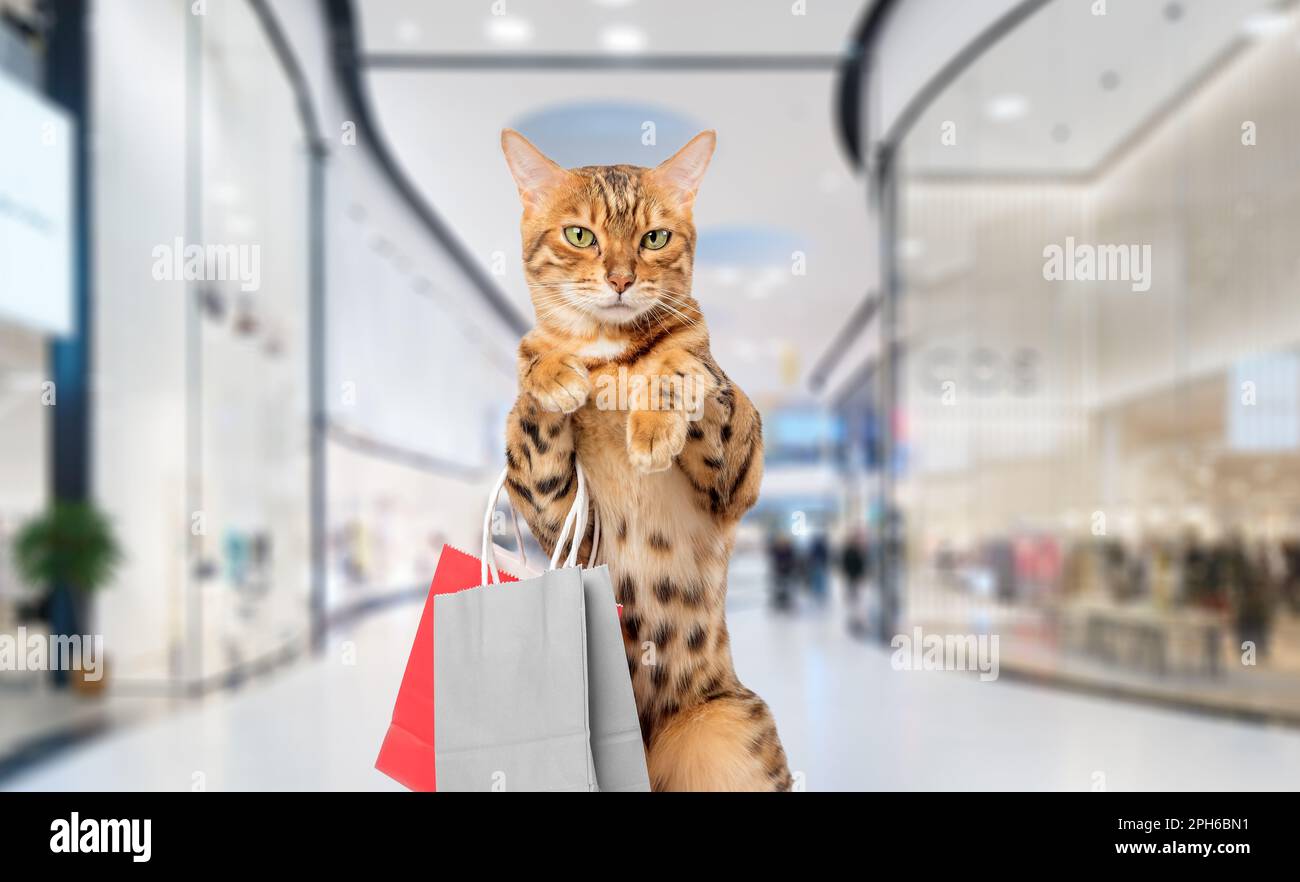 Cat in shopping bag best sale