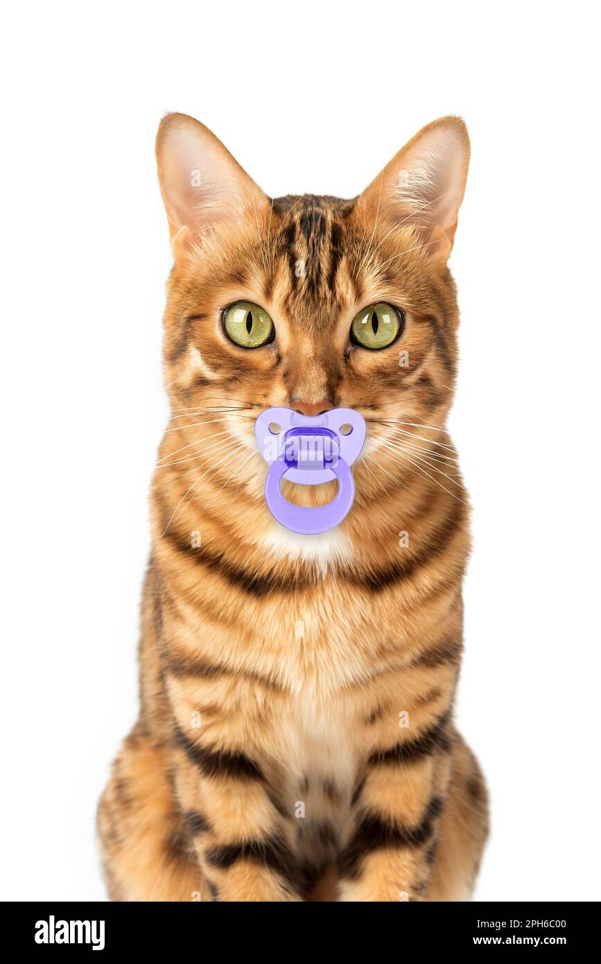 Portrait of a funny Bengal cat with a pacifier on a white  background. Stock Photo