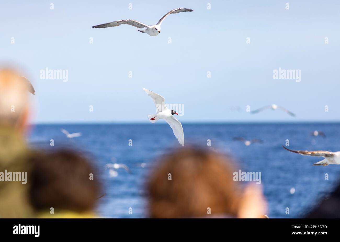Mediterranean gull (Larus melanocephalus) and birdwatchers (blurred in the foreground) Stock Photo