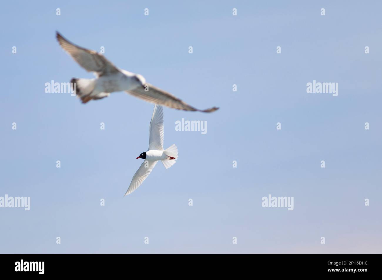 Mediterranean gull (Larus melanocephalus Stock Photo