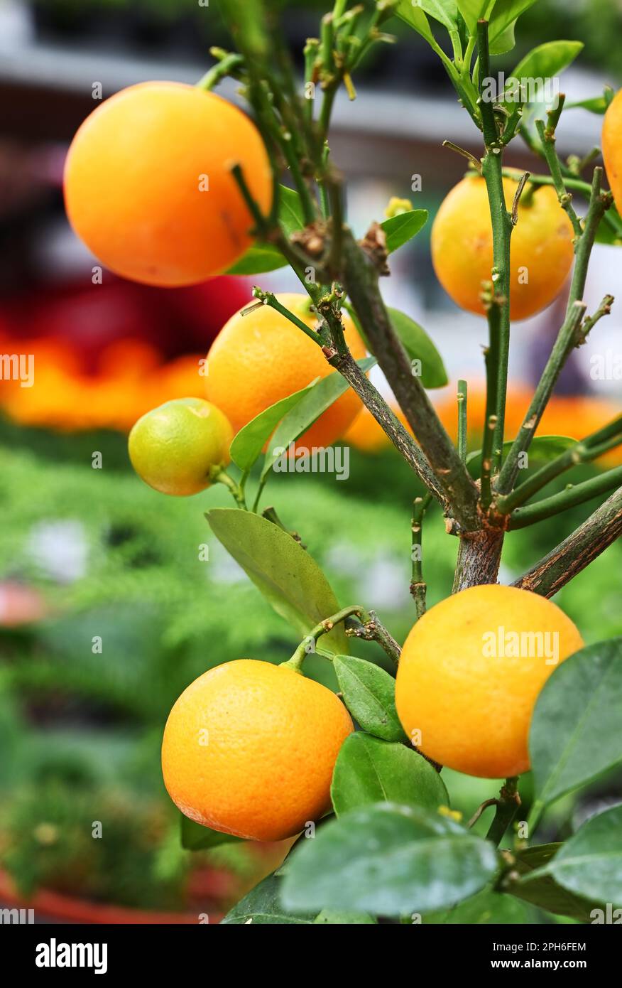Flower pot with young mandarin tree with juicy leaves and orange fruits