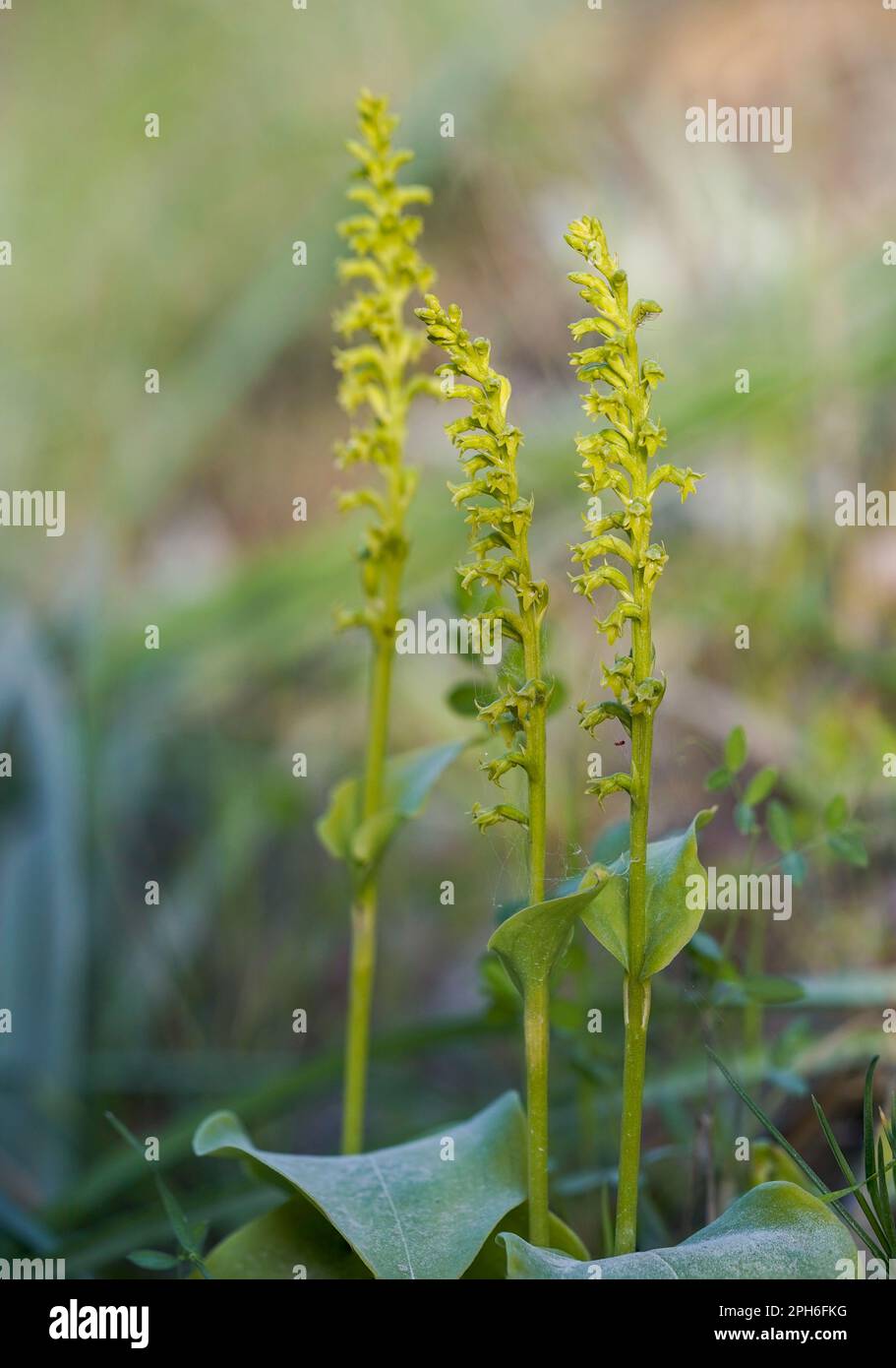 Gennaria diphylla, Two-leaved, Two leaved Gennaria orchid, Andalusia, Spain Stock Photo