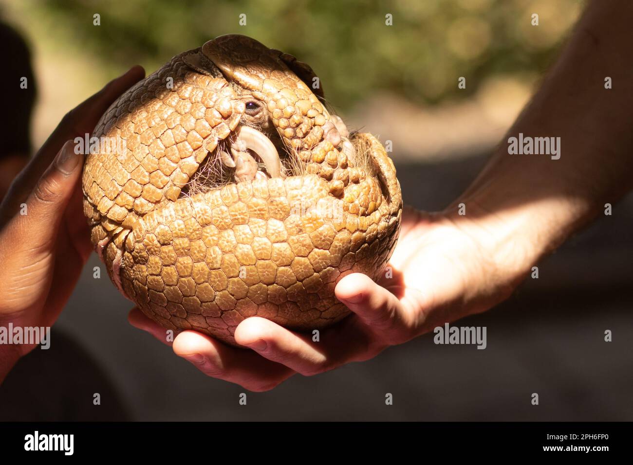 Curled armadillo being stroked Stock Photo