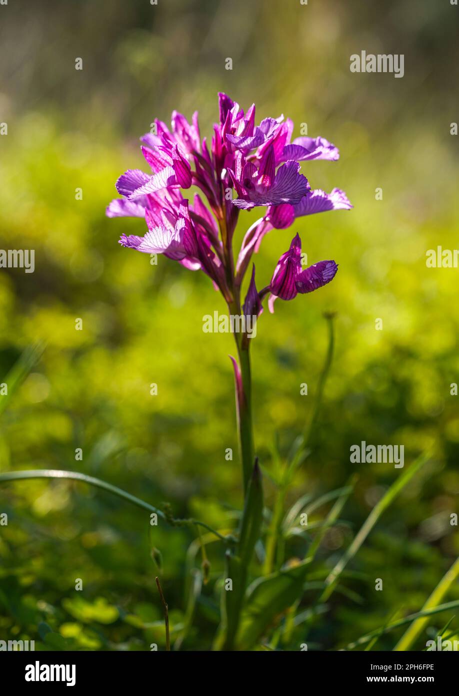 Pink Butterfly Orchid, Orchis papilionacea, Andalusia, Spain Stock Photo