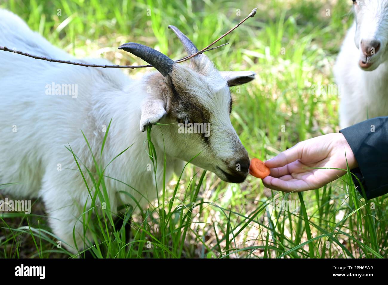 Farm animal. Cute little girl feeding goat on pasture Stock Photo - Alamy