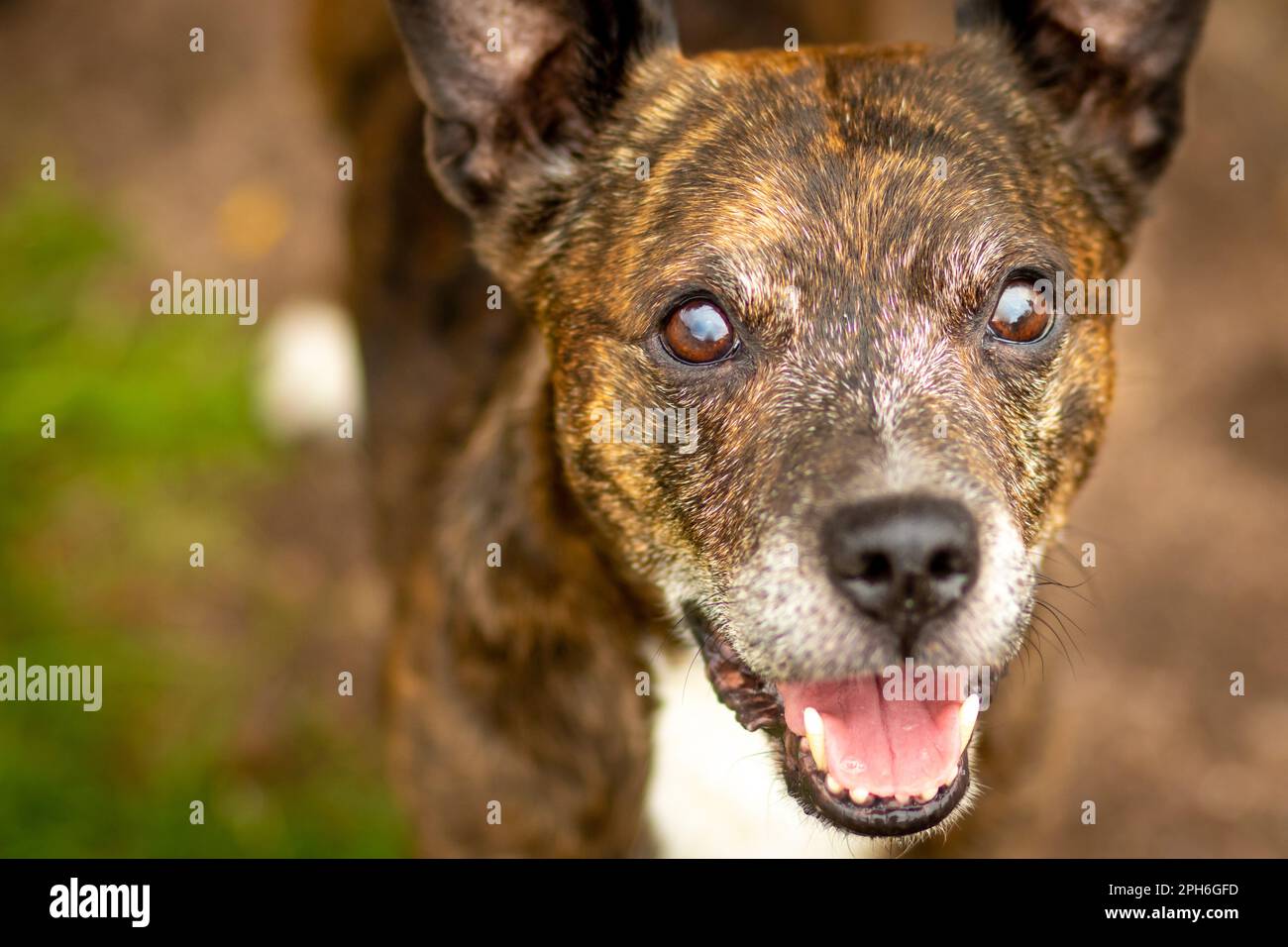 Loyal and trusting - a dog looks at its owner with open mouth Stock Photo