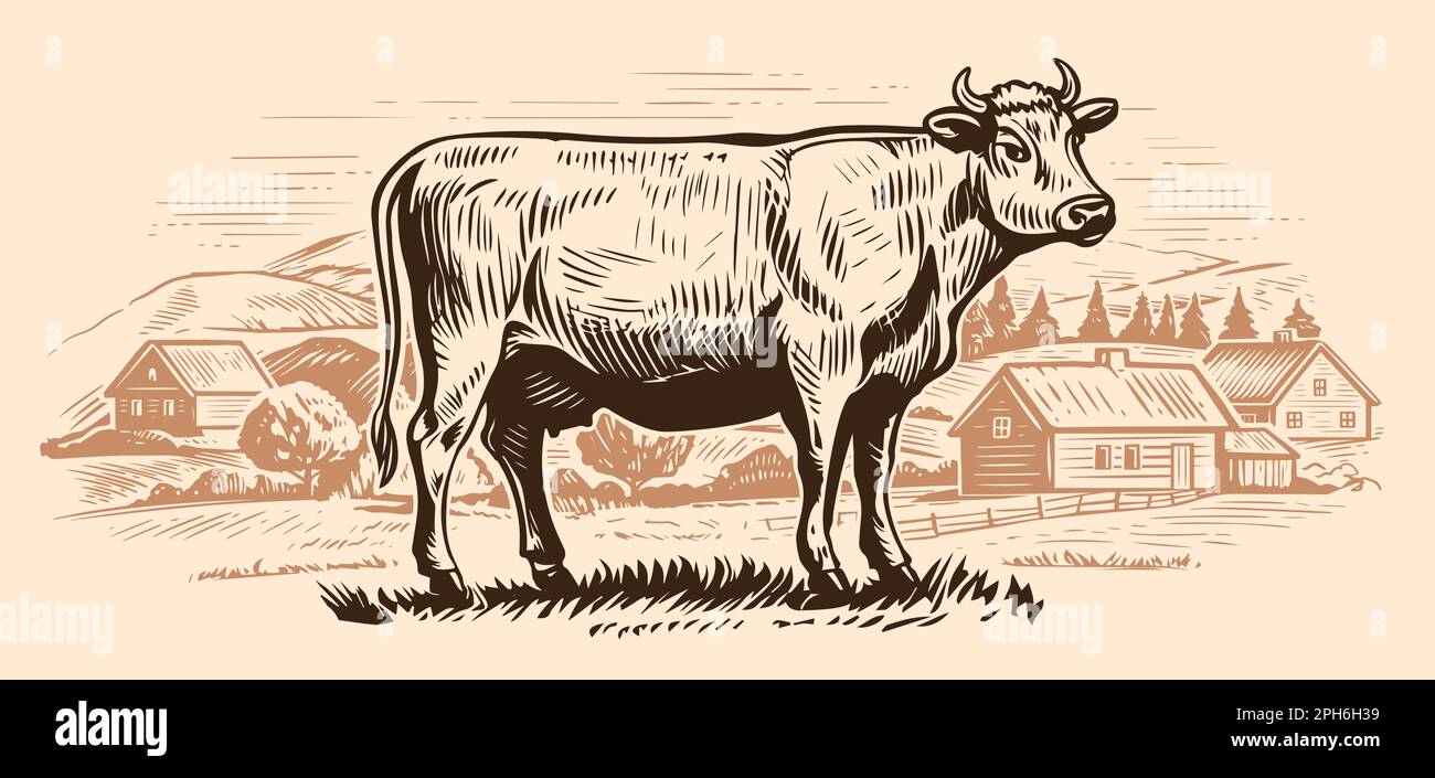Dairy cow is grazing in meadow near farm. Hand drawn graphic rural