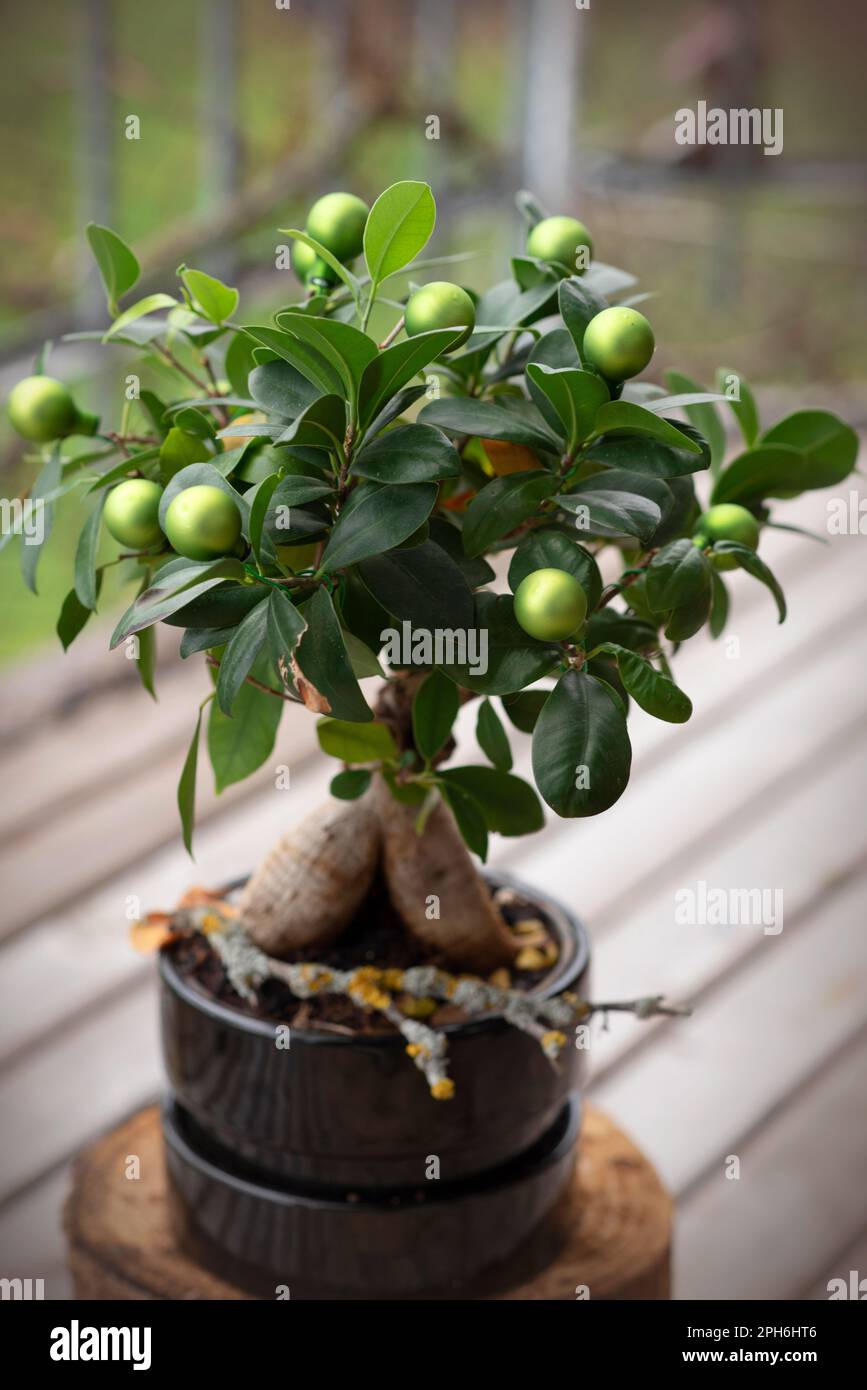 Close up view of a beautiful Bonsai Ficus Ginseng in a black pot
