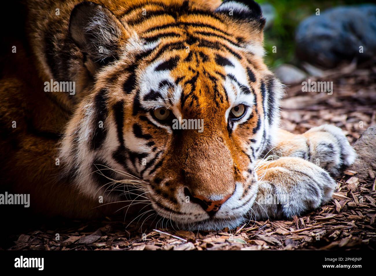 Tiger Roar Images – Browse 32,385 Stock Photos, Vectors, and Video