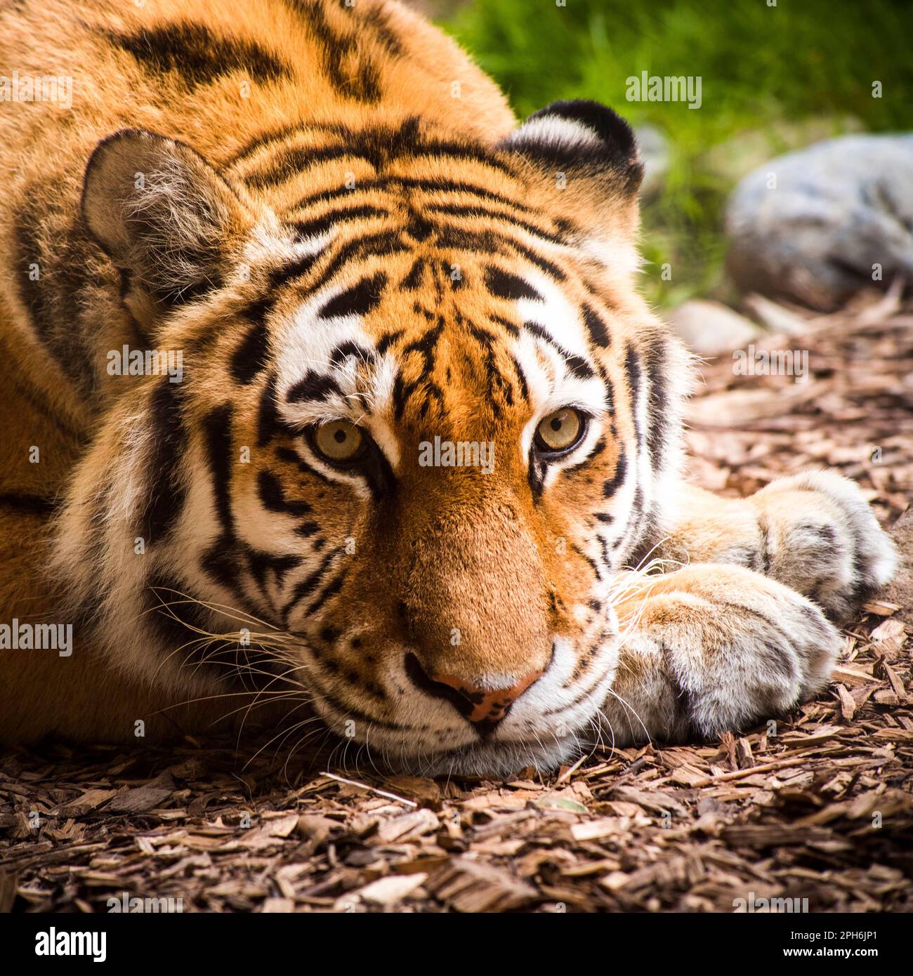 4,251 Tiger Front View Images, Stock Photos, 3D objects, & Vectors